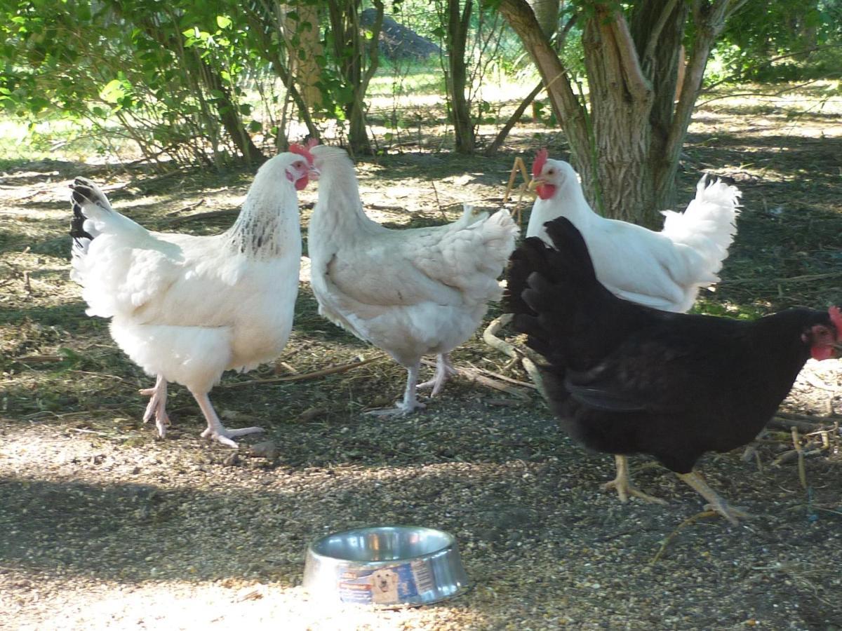 Ferienhaus Gross Popkenhausen Schillig Dış mekan fotoğraf